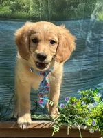 Tod , a male Miniature Golden Retriever for sale in Appomattox, VA – 2 of 10