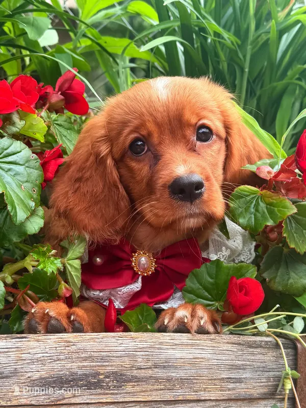 Cherry  – Golden Retriever, Cavalier King Charles Spaniel puppy for sale in Appomattox, VA