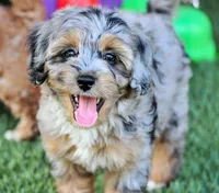 LITTER TRAINED, a male Cavachon for sale in Appomattox, VA – Photo 2 of 3