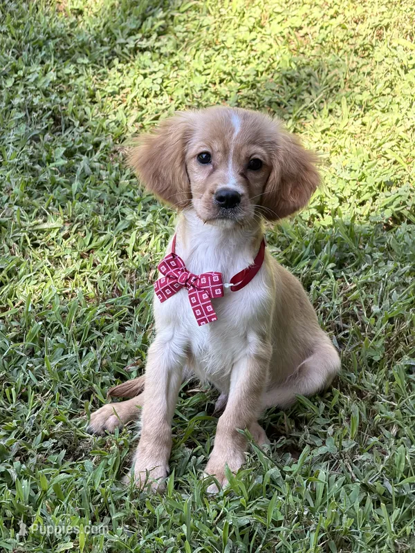 Arthur  – Golden Retriever, Cavalier King Charles Spaniel puppy for sale in Appomattox, VA