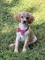 Arthur , a male Golden Retriever and Cavalier King Charles Spaniel for sale in Appomattox, VA – 1 of 10