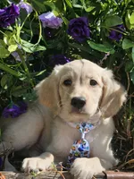 Kona Va , a male Miniature Golden Retriever for sale in Appomattox, VA – 4 of 9