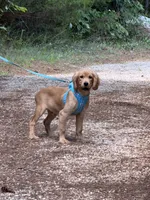GIANT, low shedding coat!! , a male Golden Retriever and Cavalier King Charles Spaniel for sale in Appomattox, VA – 2 of 6