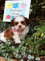 Rumble , a male Shih Tzu for sale in Appomattox, VA – 5 of 9