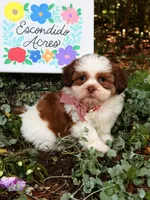 Rumble , a male Shih Tzu for sale in Appomattox, VA – 4 of 9