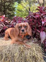 Fully potty trained , a male Cavalier King Charles Spaniel for sale in Appomattox, VA – 5 of 5