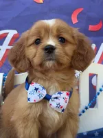 Socks , a male Golden Retriever and Cavalier King Charles Spaniel for sale in Appomattox, VA – 2 of 5