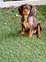 Hazel , a female Cavalier King Charles Spaniel for sale in Appomattox, VA – 5 of 6