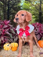 Bee- new pics  , a female Miniature Golden Retriever for sale in Appomattox, VA – 7 of 9