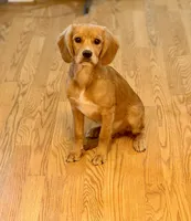 Totally potty trained , a male Miniature Golden Retriever for sale in Appomattox, VA – 4 of 4