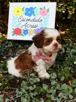 Rumble , a male Shih Tzu for sale in Appomattox, VA – 7 of 9