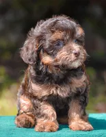 pending, a female Maltipoo for sale in Appomattox, VA – Photo 2 of 2