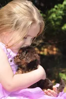 pending, a female Maltipoo for sale in Appomattox, VA – Photo 1 of 2