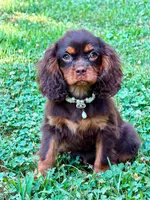 Lilia, a female Cavalier King Charles Spaniel for sale in Appomattox, VA – 5 of 5
