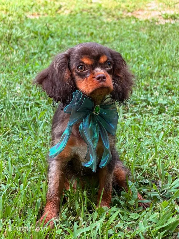 Gema  – Cavalier King Charles Spaniel puppy for sale in Appomattox, VA