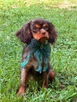 Gema , a female Cavalier King Charles Spaniel for sale in Appomattox, VA – 1 of 4