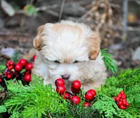 litter trained Va, a female Havapoo for sale in Appomattox, VA – Photo 3 of 4