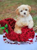 litter trained Va, a female Havapoo for sale in Appomattox, VA – Photo 1 of 4