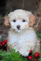 litter trained Va, a female Havapoo for sale in Appomattox, VA – Photo 4 of 4