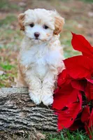 litter trained Va, a female Havapoo for sale in Appomattox, VA – Photo 2 of 4