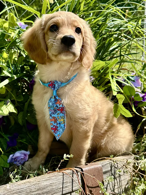 Tod  – Miniature Golden Retriever puppy for sale in Appomattox, VA