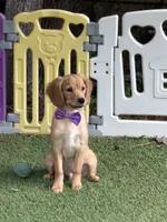 Ryan, low shedding coat! , a male Cavalier King Charles Spaniel and English Cream Golden Retriever for sale in Appomattox, VA – 2 of 3