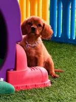 Lainey , a female Golden Retriever and Cavalier King Charles Spaniel for sale in Appomattox, VA – 4 of 7