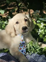 Kona Va , a male Miniature Golden Retriever for sale in Appomattox, VA – 3 of 9