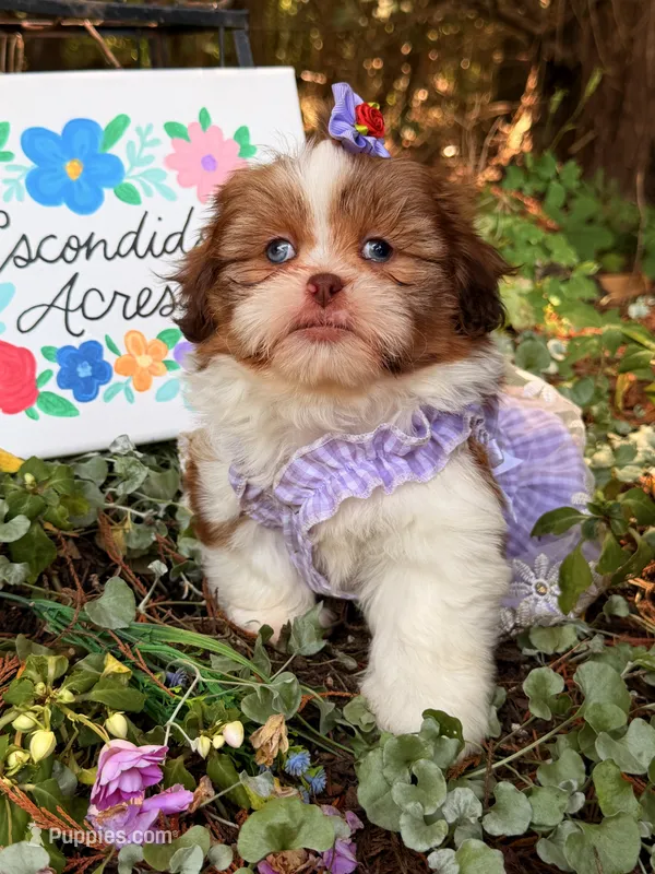 Blue eyes AKC  – Shih Tzu puppy for sale in Appomattox, VA