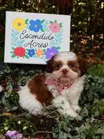 Rumble , a male Shih Tzu for sale in Appomattox, VA – 2 of 9