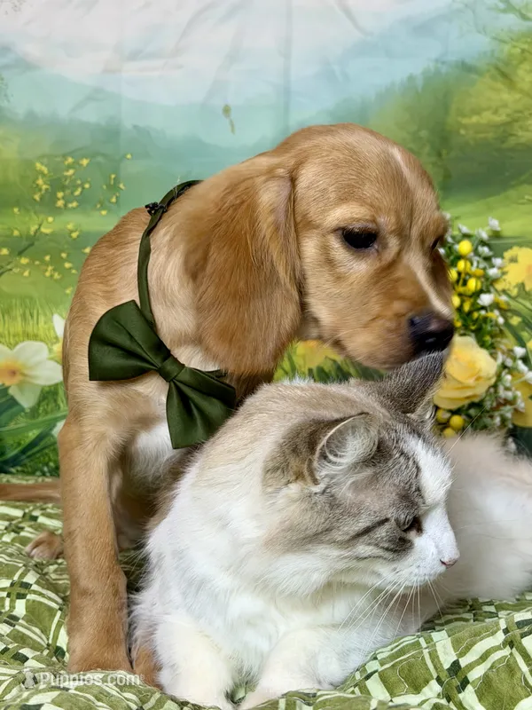 Rey  – Miniature Golden Retriever puppy for sale in Appomattox, VA