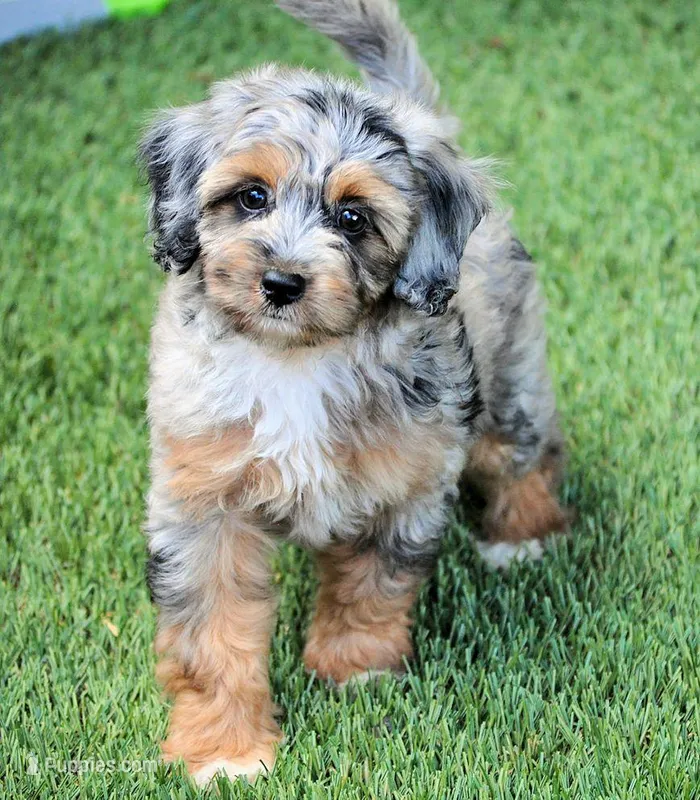 potty trained, a male Cavapoo for sale in Appomattox, VA – Photo 1 of 3