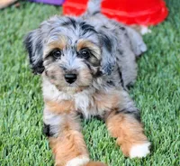 potty trained, a male Cavapoo for sale in Appomattox, VA – Photo 2 of 3