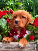 Cherry , a female Golden Retriever and Cavalier King Charles Spaniel for sale in Appomattox, VA – 4 of 7