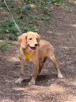 Low shedding puppy, Owen , a male Golden Retriever and Cavalier King Charles Spaniel for sale in Appomattox, VA – 5 of 7