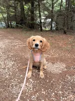 Jack, low shedding coat! , a male Cavalier King Charles Spaniel and English Cream Golden Retriever for sale in Appomattox, VA – 5 of 5