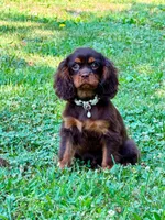 Lilia, a female Cavalier King Charles Spaniel for sale in Appomattox, VA – 1 of 5