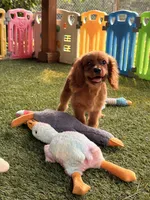 Jax, a male Cavalier King Charles Spaniel for sale in Appomattox, VA – 4 of 5