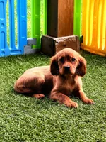 Rose , a female Golden Retriever and Cavalier King Charles Spaniel for sale in Appomattox, VA – 3 of 6