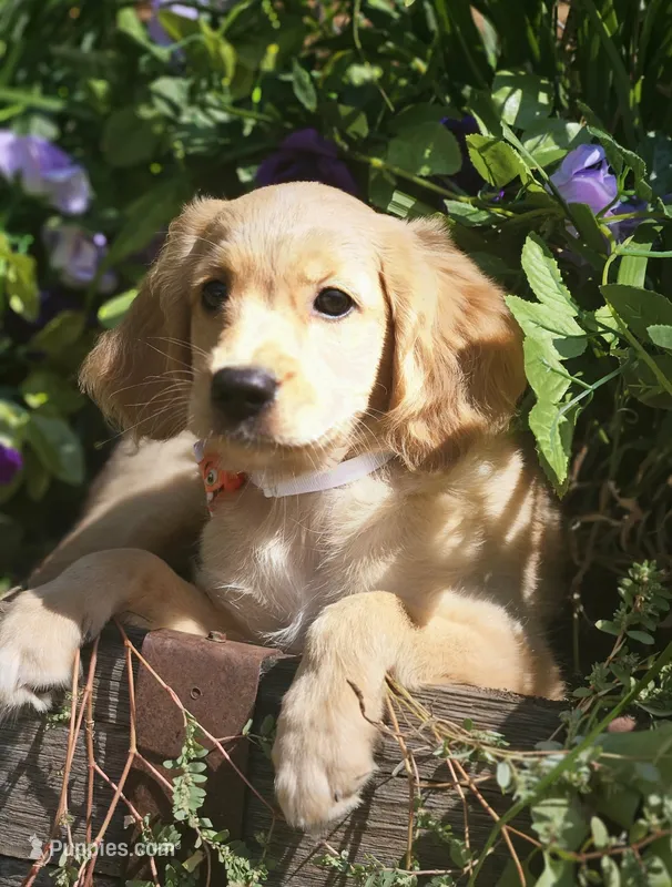 Cupid – Miniature Golden Retriever puppy for sale in Appomattox, VA