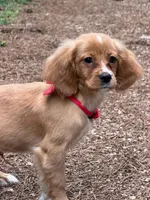 Socks , a male Miniature Golden Retriever for sale in Appomattox, VA – 3 of 7