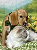 Totally potty trained , a male Miniature Golden Retriever for sale in Appomattox, VA – 2 of 4