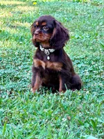 Lilia, a female Cavalier King Charles Spaniel for sale in Appomattox, VA – 2 of 5