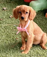 Bee , a female Golden Retriever and Cavalier King Charles Spaniel for sale in Appomattox, VA – 3 of 7