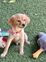 Buzz, a male Golden Retriever and Cavalier King Charles Spaniel for sale in Appomattox, VA – 2 of 2