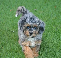 Beauty, a female Cavapoo for sale in Appomattox, VA – Photo 3 of 3
