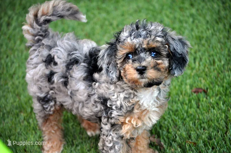 Beauty, a female Cavapoo for sale in Appomattox, VA – Photo 1 of 3