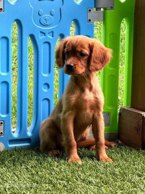 Rose  – Golden Retriever, Cavalier King Charles Spaniel puppy for sale in Appomattox, VA