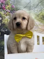 Yeti , a male Miniature Golden Retriever for sale in Appomattox, VA – 4 of 7
