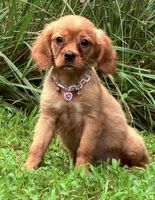 Lainey , a female Golden Retriever and Cavalier King Charles Spaniel for sale in Appomattox, VA – 5 of 7
